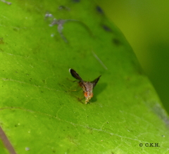 Eutreta noveboracensis