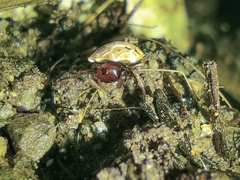 Hypognatha
