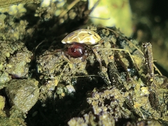 Hypognatha