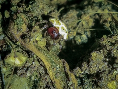 Hypognatha