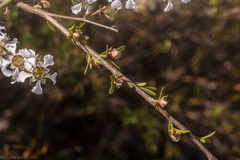 Leptospermum semibaccatum
