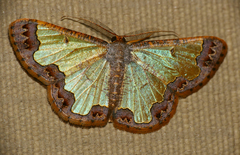 Zamarada metrioscaphes