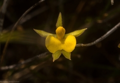 Jacksonia stackhousei