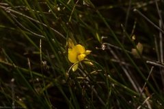 Jacksonia stackhousei