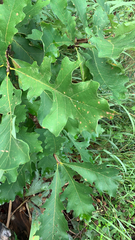 Quercus macrocarpa