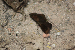 Carcharodini