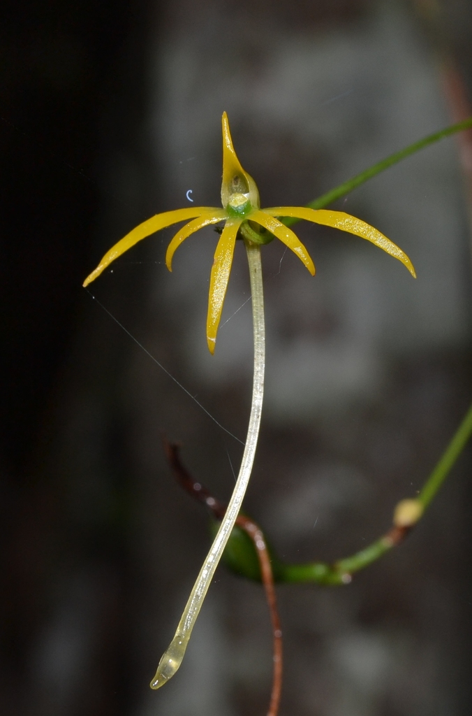 Angraecum rhynchoglossum
