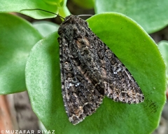 Mamestra brassicae