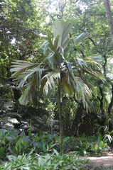 Pelagodoxa henryana