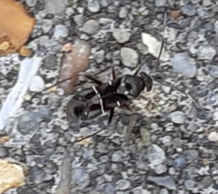 Pilophorus perplexus