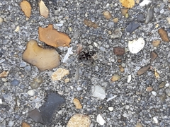 Pilophorus perplexus