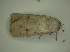 Agrotis vetusta