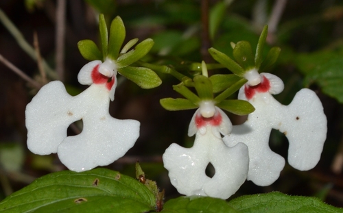 Oeonia rosea