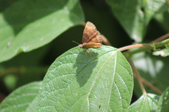 Antigonus funebris