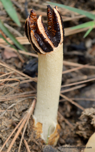 Lysurus cruciatus, foto de la comunidad