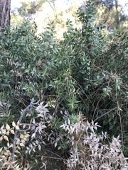 Ruscus