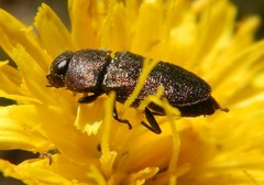 Anthaxia carmen carmen