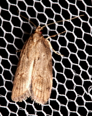 Acantholena siccella