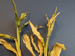 Urochloa panicoides