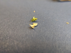 Urochloa panicoides