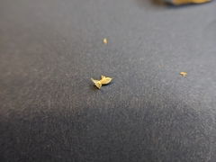 Urochloa panicoides