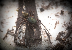 Zillimata scintillans