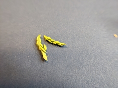 Urochloa panicoides