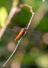 Orthetrum chrysis