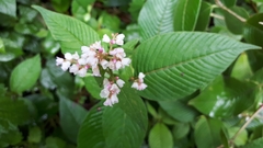 Koenigia campanulata