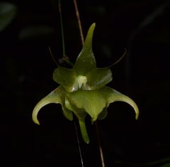 Aeranthes ramosa image