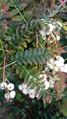 Sorbus koehneana