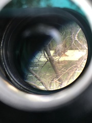 Nycticorax nycticorax