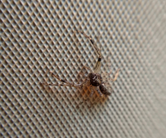 Titidius