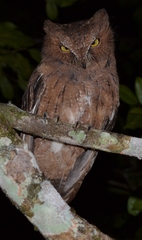 Otus rutilus rutilus