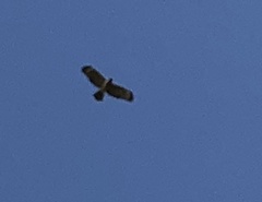 Buteo lineatus