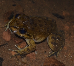 Mantidactylus grandidieri
