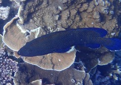 Cephalopholis