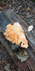 Laetiporus sulphureus