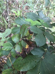 Gnomonia caryae