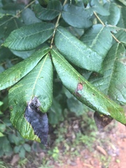 Gnomonia caryae