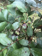 Gnomonia caryae