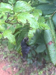 Gnomonia caryae