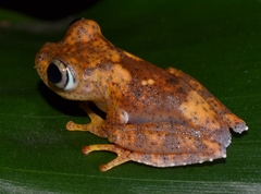 Boophis pyrrhus