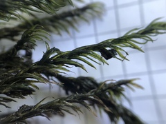 Cinclidotus aquaticus