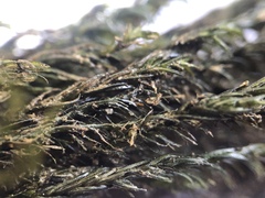 Cinclidotus aquaticus