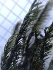 Cinclidotus aquaticus