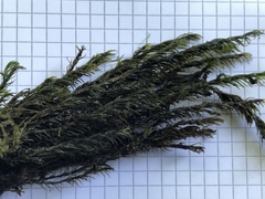 Cinclidotus aquaticus