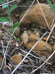 Phrynotettix robertsi