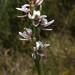 Mauve Leek Orchid - Photo (c) Reiner Richter, some rights reserved (CC BY-NC-SA), uploaded by Reiner Richter
