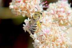 Colletes slevini